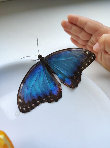 Tauriņu audzētavas